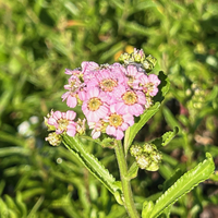 Achillea alpina (sibirica) subsp. camtschatica 'Lo